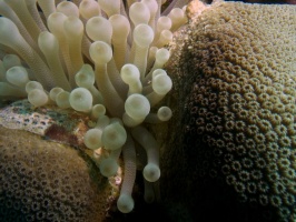 Anemone with Squat Anemone Shrimp IMG 6021